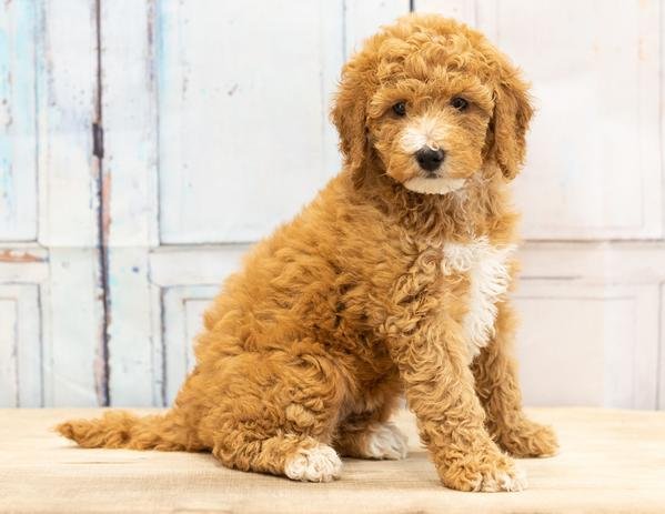 Toy Goldendoodle Dog Puppy